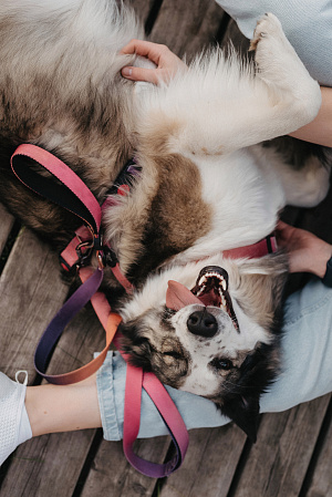 Фотосессия с питомцем